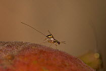 A fig wasp (Waterstoniella masii) explores the surface of the fruit it just emerged from, Western Ghats, Southern India