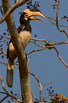 Malabar Pied hornbill (Anthracoceros coronatus) feeding in tree, Western Ghats, Southern India