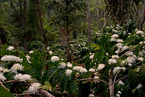 Coffee (Coffea genus) plants flowering, Western Ghats, India. Growing shade coffee can be more environmentally friendly than the monocultural practice of growing tea.