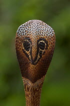 Asian / Spectacled cobra (Naja naja) rear view of hood, Western Ghats, Southern India