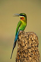 Blue-tailed Bee-eater (Merops philippinus) Western Ghats, Southern India