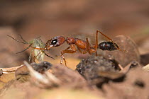Jumping ant (Harpegnathos sp) Western Ghats, Southern India