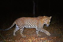 Leopard (Panthera pardus) at night, Western Ghats, Southern India