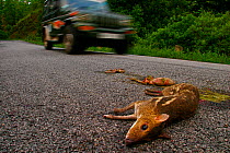 Indian spotted chevrotain / Mouse deer (Moschiola indica) road kill, Western Ghats, Southern India