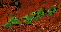 Little Green Bee-eaters (Merops orientalis) basking in the sun on red earth, Western Ghats, Southern India