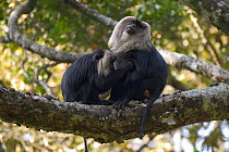 Liontail macaque (Macaca silenus) grooming large male, Western Ghats, Southern India