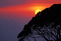 A summer sun descends beyond the characteristic crown of a moss covered Shola tree in the Anamalais, Kerala, Western Ghats, Southern India