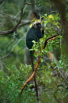 Nilgiri Langur (Trachypithecus johnii) feeding in tree, endemic to the Western Ghats south of Coorg, the Nilgiri Langur is one of nearly 16 species of primate found in India.