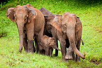 Indian elephants (Elephas maximus) family group, Western Ghats, India