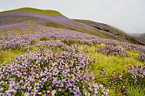 Entire hillside covered with flowers of Kurinji plant (Strobilanthes sp) Eravikulam National Park, Western Ghats, Kerala, India. Flowering only occurs once every twelve years.  The next flowering of t...
