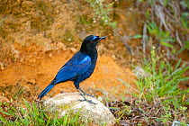 Malabar whistling thrush (Myophonus horsfieldii) perched on rock, known for its human-like whistle, this bird inhabits wooded ravines in the Western Ghats, India