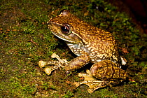 Frog, unknown species, Western Ghats, Southern India