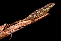 Anaimalai spiny lizard (Salea anamallayana) Western Ghats, India