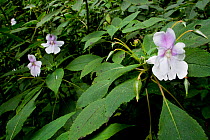 Indian balsam (Impatiens balsamina) Western Ghats, Southern India