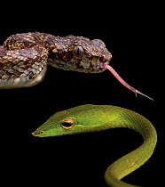 Malabar rock pit viper (Trimeresurus malabaricus) and Common vine snake (Ahaetulla nasuta) found in Western Ghats, Southern India. digital composite