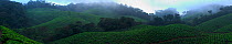 Panoramic view of tea plantations in the Western Ghats, Southern India.  Vast areas of shola grassland habitat were destroyed and used for cultivation of tea to satisfy the British taste for this exot...