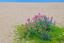 Flowers on beach, including Red valerian (Centranthus ruber) Viper's bugloss (Echium vulgare) Sea mayweed (Matricaria maritima) Sea spurge (Euphorbia paralias) Sea carrot (Daucus carota) Slapton, Devo...