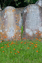 Orange hawkweed (Hieracium aurantiaca) in front of graves, Churchyard, Slapton, Devon, England, July