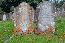 Orange hawkweed (Hieracium aurantiaca) in front of graves, Churchyard, Slapton, Devon, England, July