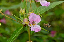 Honey Bee (Apis mellifera) flying towards Himalayan balsam (Impatiens glandulifera) Surrey, England, August.