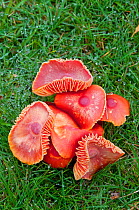 Honey waxcap (Hygrocybe reidii) growing on dew covered unimproved grassland, Sussex, England, October.