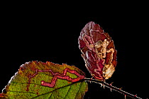 Micro /Pigmy moth (Stigmella aurella) close up inside Bramble leaf, UK, March.
