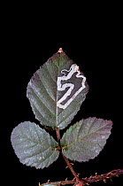 Micro /Pigmy moth (Stigmella aurella) close up inside Bramble leaf, UK, March.