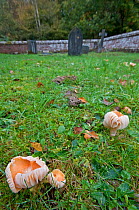 Meadow waxcap (Hygrocybe pratensis) growing in churchyard, Ebernoe, Sussex, England, October.
