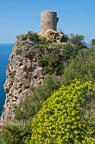 Tree spurge (Euphorbium dendroides) growing on sea cliffs near ancient lookout tower, Torre del Verger, Mallorca, March 2012.