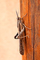 Rain locust (Lamarckiana sp) Kgalagadi Transfrontier NP, South Africa, February