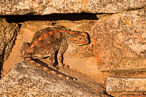 Southern rock agama (Agama atra atra) camouflaged against rock, Northern Cape, South Africa, February