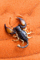 African yellow leg scorpion (Opistophthalmus carinatus) on sand, Tswalu Kalahari game reserve, Northern Cape, South Africa, January