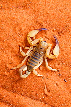 Scorpion (Opistophthalmus wahlbergii) on sand, Tswalu Kalahari game reserve, Northern Cape, South Africa, January