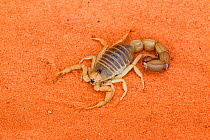 Scorpion (Parabuthus raudus) on sand, Tswalu Kalahari game reserve, Northern Cape, South Africa, January