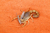 Scorpion (Parabuthus raudus) with insect prey, Tswalu Kalahari game reserve, Northern Cape, South Africa, January