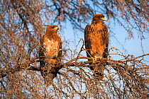 Tawny eagle (Aquila rapax) pair perched on branch, Kgalagadi Transfrontier Park, South Africa, February
