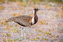 Ludwig's bustard (Neotis ludwigii), Kgalagadi Transfrontier park, Northern Cape, South Africa, January, Endangered species