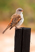 Southern greyheaded sparrow (Passer diffusus) perched, Kgalgadi Transfrontier park, Northern Cape, South Africa, January