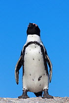 African / Black footed penguin (Spheniscus demersus), Table Mountain National Park, Cape Town, South Africa, February