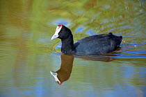 Red knobbed coot (Fulica cristata) on water, Intaka Island, Cape Town, South Africa, February