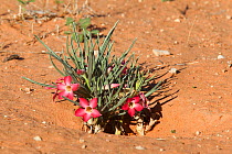 Adenium (Adenium oleifolium) in flower Kgalagadi Transfrontier Park, Northern Cape, South Africa, January
