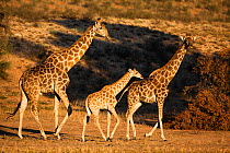 Giraffes (Giraffa camelopardalis), two adults with baby, Kgalagadi Transfrontier Park, Northern Cape, South Africa, January