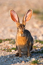 Cape hare (Lepus capensis) Kgalagadi Transfrontier national park, South Africa, February