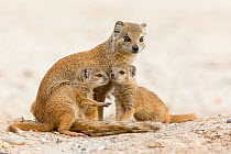 Yellow mongoose (Cynictis penicillata) adult with young, Kgalagadi Transfrontier Park, South Africa, January