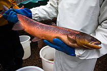 Atlantic salmon (Salmo salar), female selected for broodstock at hatchery, Kielder Salmon Centre, Kielder, Northumberland, UK, November 2011