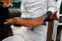 Atlantic salmon (Salmo salar), male selected for broodstock at hatchery, Kielder Salmon Centre, Kielder, Northumberland, UK, November 2011
