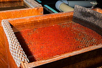 Atlantic salmon (Salmo salar) tray of alevin, Kielder Salmon Hatchery, Northumberland UK, March 2012