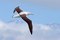 Northern royal albatross (Diomedea sanfordi) young adult in flight with the Seaward Kaikoura Ranges in the background. Kaikoura, Canterbury, New Zealand, December.