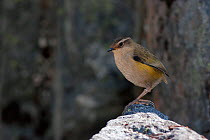 South island wren (Xenicus gilviventris) male perched on a rock in its alpine habitat, Homer Tunnel, Fiordland National Park, New Zealand, January.