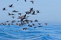 Spotted shags (Phalacrocorax punctatus) flock flying over sea, Kaikoura, Canterbury, New Zealand, August.